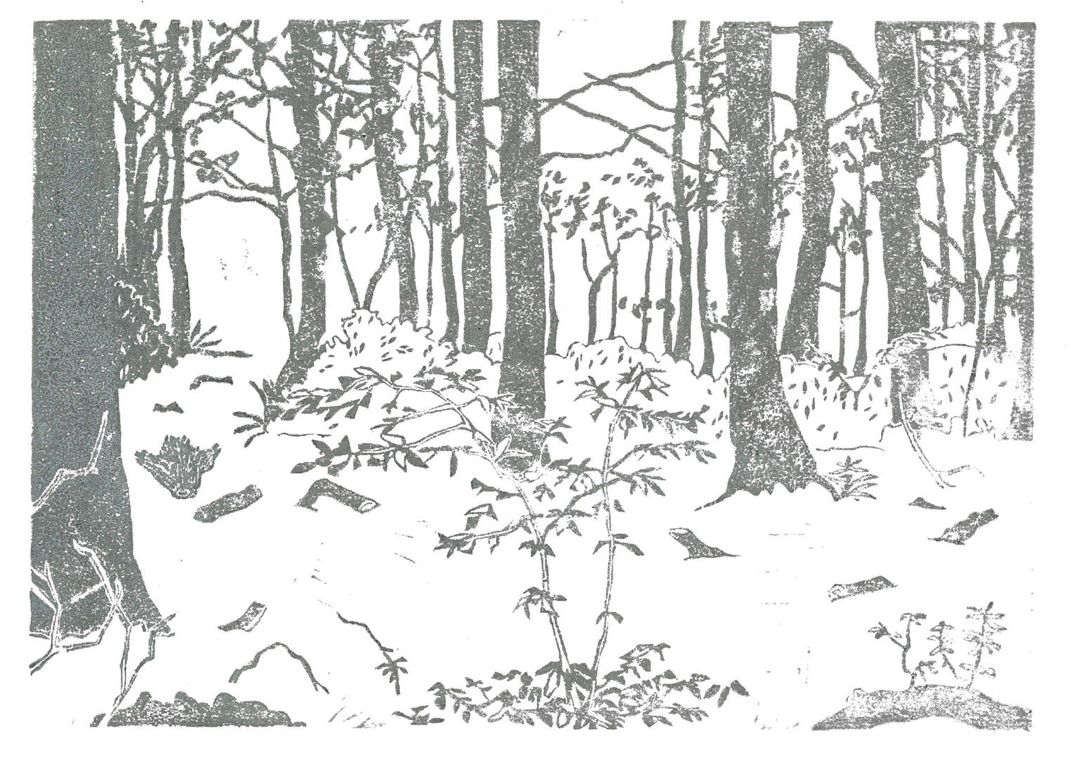 6FORET2019 (1)